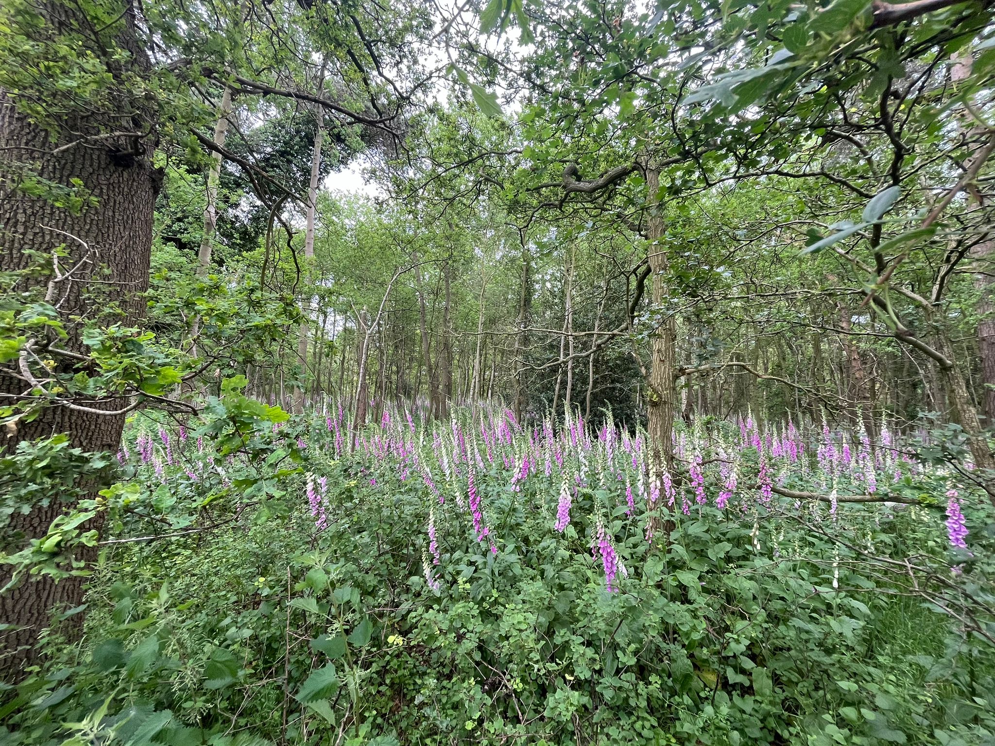 Flowers in wooded area