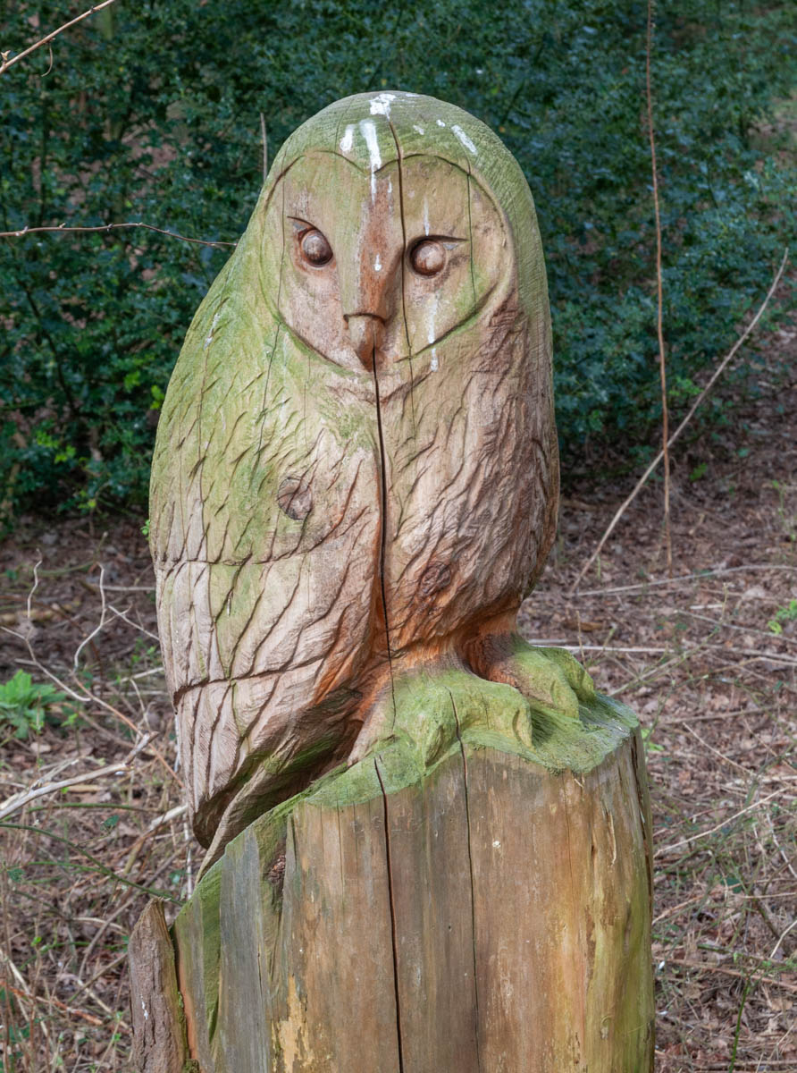 Wooden Owl